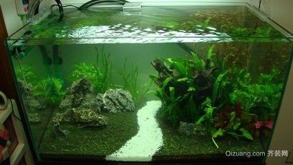 熱帶魚缸欣賞（熱帶魚缸欣賞要點）