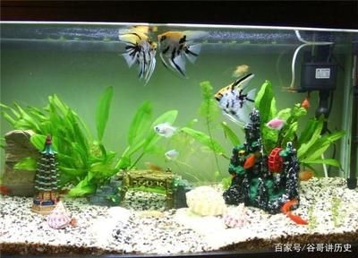 熱帶魚缸欣賞（熱帶魚缸欣賞要點）