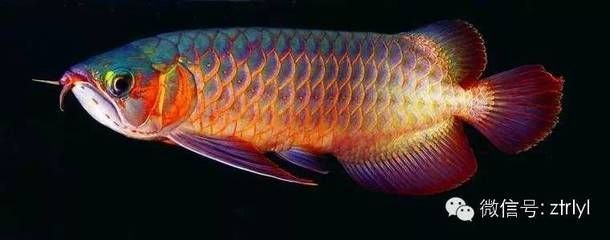 在哪買龍魚便宜：越南龍利魚柳