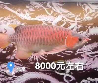 紅龍魚水溫31度可以嗎（紅龍魚水溫多少合適紅龍魚水溫多少合適）