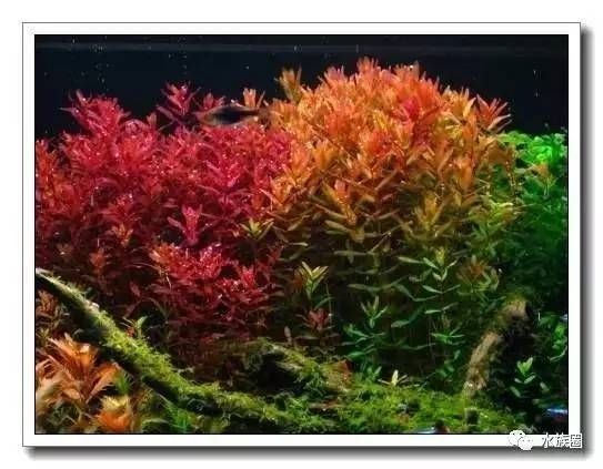 紅光對魚缸照射有影響嗎？（如何科學設置魚缸燈光）