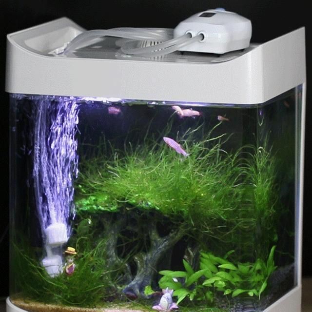 剛給魚缸換完水水渾，如何快速恢復魚缸水質平衡？魚缸水渾時如何正確換水？