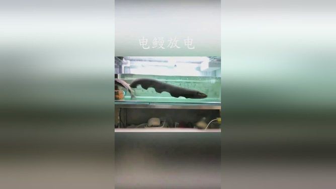 電鰻的神秘世界，你了解多少？：養殖電鰻需要注意什么？