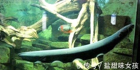 電鰻的神秘世界，你了解多少？：養殖電鰻需要注意什么？