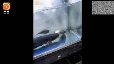 電鰻的神秘世界，你了解多少？：養殖電鰻需要注意什么？