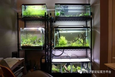 海拉爾地區多條二手魚缸出售信息養魚入門指南：海拉爾二手魚缸出售信息匯總