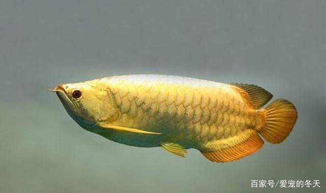 龍魚選擇和鑒賞要求，龍魚的選擇和鑒賞