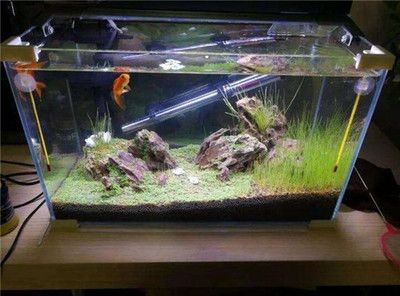 魚缸里面長綠藻怎么樣防治處理加小蘇打的方法（魚缸里長綠藻怎么樣防治處理加小蘇打的方法）