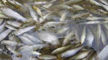 銀版魚幼魚飼料喂養技巧：銀龍魚幼魚飼料營養搭配指南