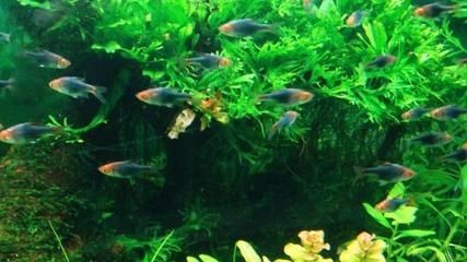 銀版魚幼魚飼料喂養技巧：銀龍魚幼魚飼料營養搭配指南