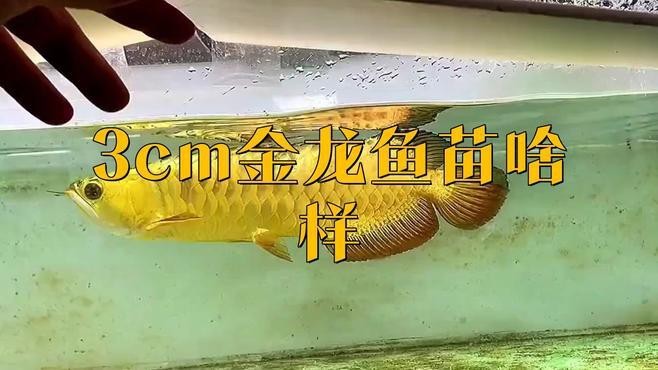 過背金龍幼魚期如何挑選