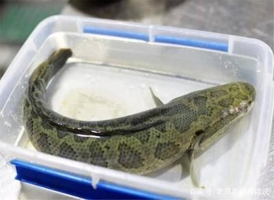 黑魚的生活習(xí)性對(duì)水質(zhì)管理的重要性：養(yǎng)在魚缸里的黑魚如果長時(shí)間不動(dòng)，可能是因?yàn)樗|(zhì)不穩(wěn)定