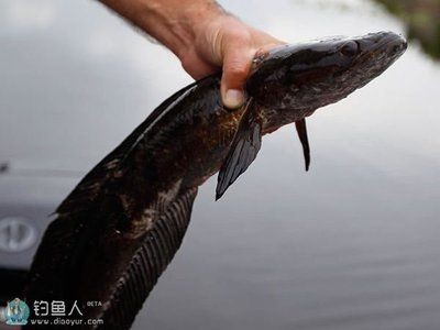 黑魚的生活習(xí)性對(duì)水質(zhì)管理的重要性：養(yǎng)在魚缸里的黑魚如果長時(shí)間不動(dòng)，可能是因?yàn)樗|(zhì)不穩(wěn)定