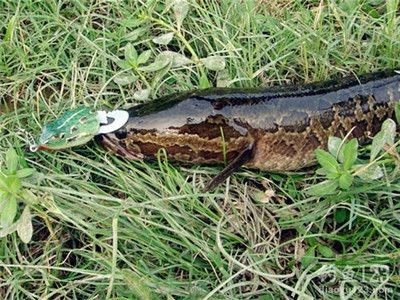 黑魚的生活習(xí)性對(duì)水質(zhì)管理的重要性：養(yǎng)在魚缸里的黑魚如果長時(shí)間不動(dòng)，可能是因?yàn)樗|(zhì)不穩(wěn)定