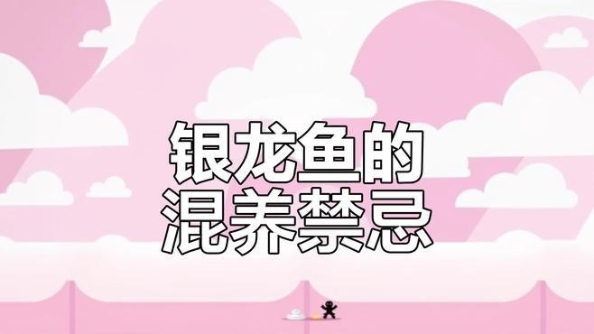 銀龍魚飼養需要注意什么？