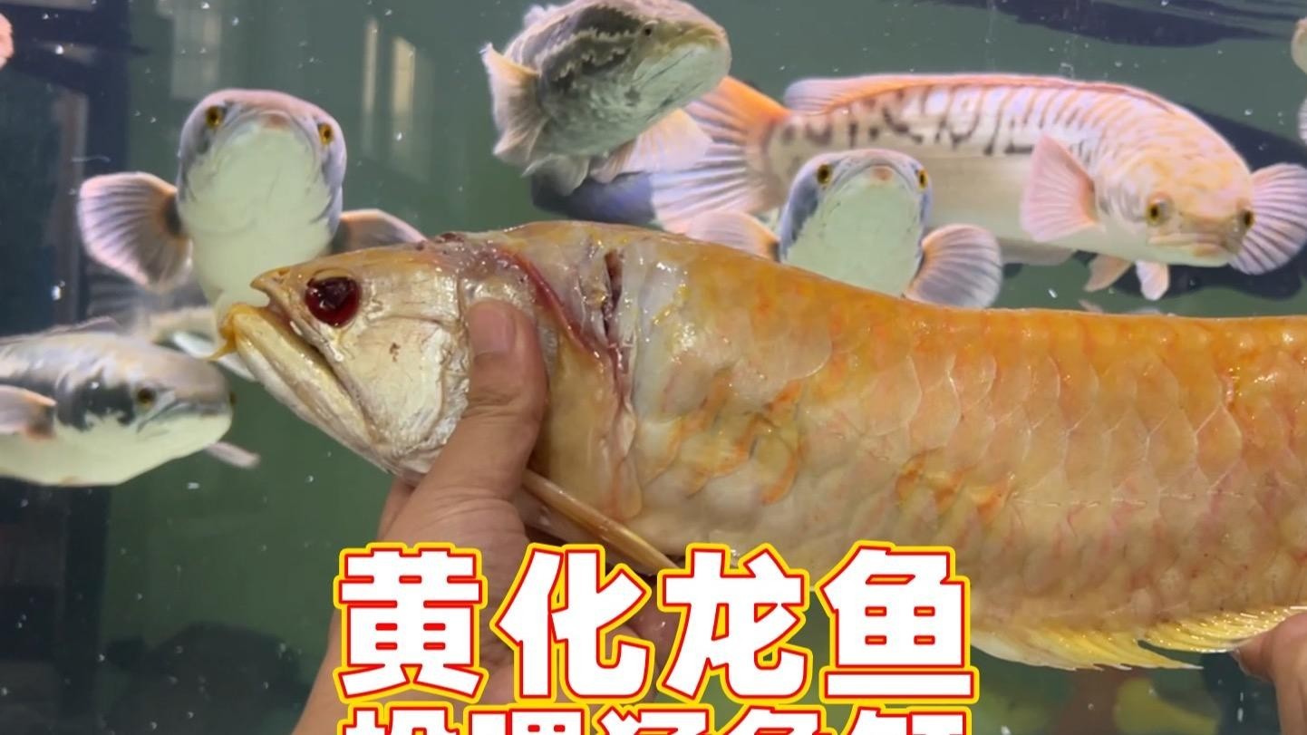 銀龍魚飼養需要注意什么？