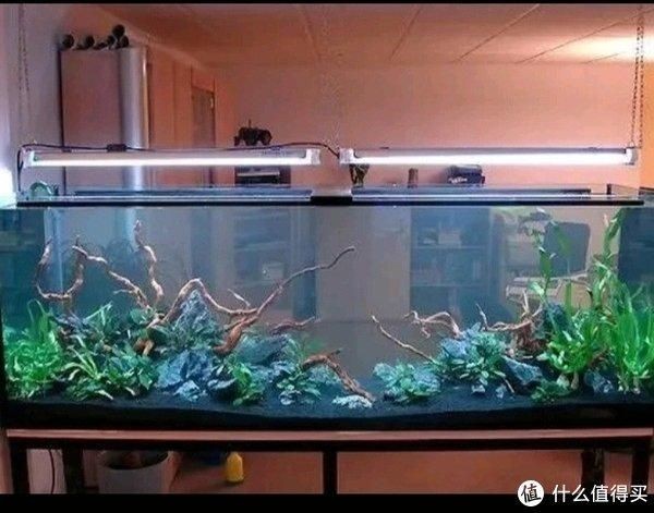 魚缸水變渾濁了（魚缸水變渾濁了怎么辦）