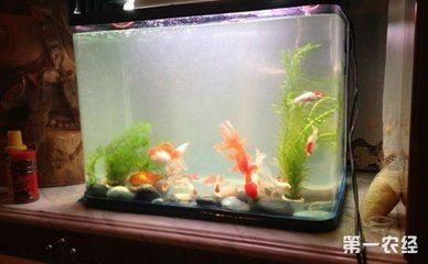 魚缸水變渾濁了（魚缸水變渾濁了怎么辦）