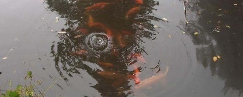 降低魚缸氨氮含量的方法：如何降低魚缸氨氮含量