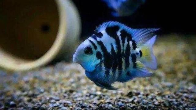 降低魚缸氨氮含量的方法：如何降低魚缸氨氮含量