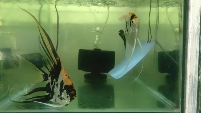 降低魚缸氨氮含量的方法：如何降低魚缸氨氮含量