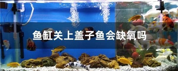魚缸氧氣不足的應急措施：魚缸氧氣不足怎么辦