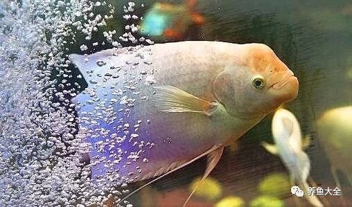 龍魚(yú)白點(diǎn)病會(huì)傳染嗎
