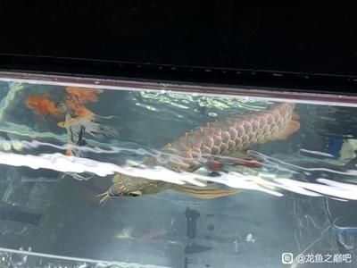 龍魚鱗片掉落后的再生情況（龍魚鱗片掉落可以再生嗎？）