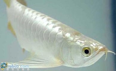 白金龍魚價格多少錢一條（白金龍魚價格受多種因素影響） 白金龍魚價格多少錢一條（白金龍魚價格受多種因素影響） 龍魚百科 第3張