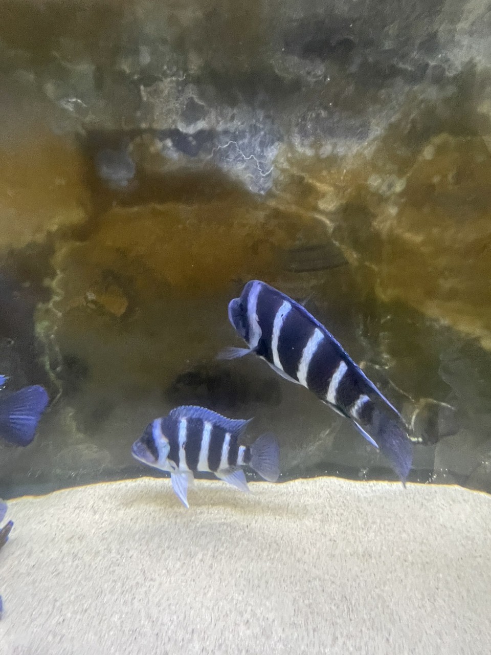 上海有哪些花鳥魚蟲市場？：上海最大的花鳥魚蟲市場在東湖生態園-花鳥魚蟲市場