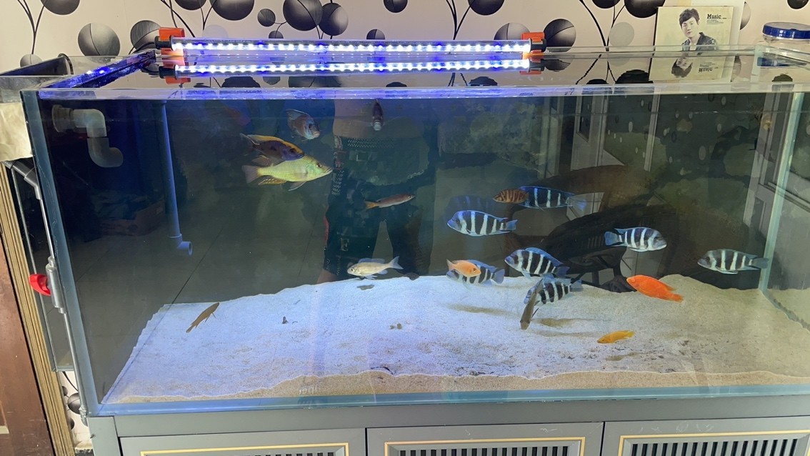 上海有哪些花鳥魚蟲市場？：上海最大的花鳥魚蟲市場在東湖生態園-花鳥魚蟲市場