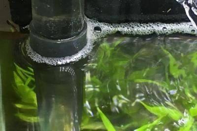 魚缸水好多泡泡怎么處理（魚缸水出現大量氣泡可能是由多種原因引起的，魚缸水好多泡泡怎么處理） 魚缸水好多泡泡怎么處理（魚缸水出現大量氣泡可能是由多種原因引起的，魚缸水好多泡泡怎么處理） 魚缸百科 第1張