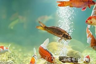 魚缸水好多泡泡怎么處理（魚缸水出現大量氣泡可能是由多種原因引起的，魚缸水好多泡泡怎么處理） 魚缸水好多泡泡怎么處理（魚缸水出現大量氣泡可能是由多種原因引起的，魚缸水好多泡泡怎么處理） 魚缸百科 第3張