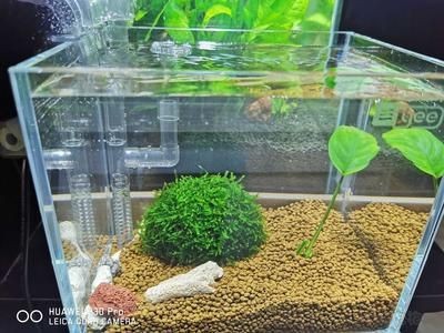 魚缸水好多泡泡怎么處理（魚缸水出現大量氣泡可能是由多種原因引起的，魚缸水好多泡泡怎么處理） 魚缸水好多泡泡怎么處理（魚缸水出現大量氣泡可能是由多種原因引起的，魚缸水好多泡泡怎么處理） 魚缸百科 第2張