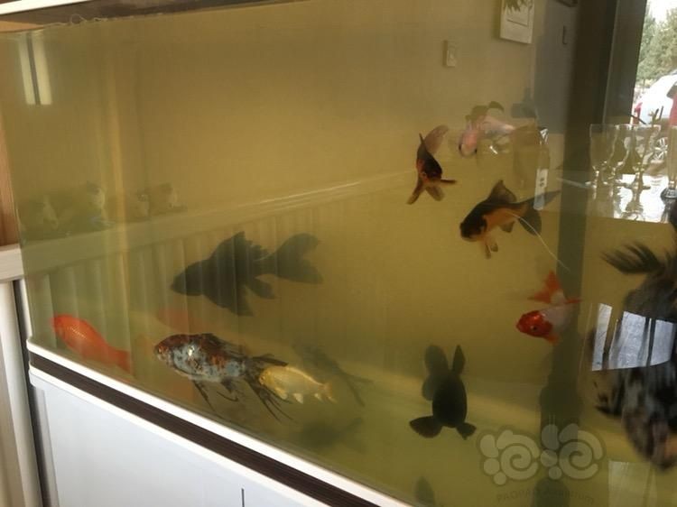 魚缸水好多泡泡怎么處理（魚缸水出現大量氣泡可能是由多種原因引起的，魚缸水好多泡泡怎么處理） 魚缸水好多泡泡怎么處理（魚缸水出現大量氣泡可能是由多種原因引起的，魚缸水好多泡泡怎么處理） 魚缸百科 第5張