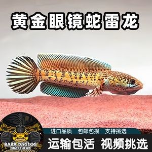 黃金眼鏡蛇雷龍魚苗（黃金眼鏡蛇雷龍魚苗價格）