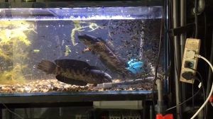 黃金眼鏡蛇雷龍魚苗（黃金眼鏡蛇雷龍魚苗價格）