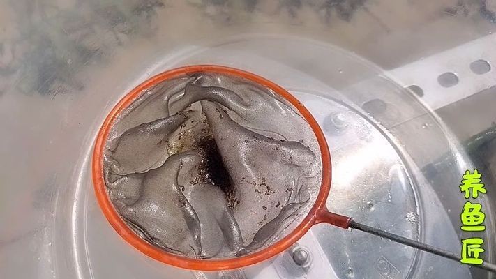 黃金眼鏡蛇雷龍魚苗（黃金眼鏡蛇雷龍魚苗價格）