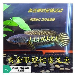 黃金眼鏡蛇雷龍魚苗（黃金眼鏡蛇雷龍魚苗價格）
