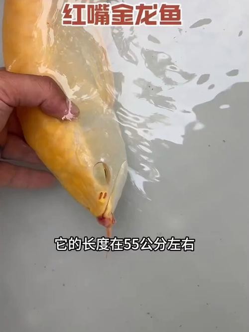 黃龍魚圖片大全圖片高清圖 龍魚百科 第16張 黃龍魚圖片大全圖片高清圖 黃龍魚圖片大全圖片高清圖 龍魚百科 第16張