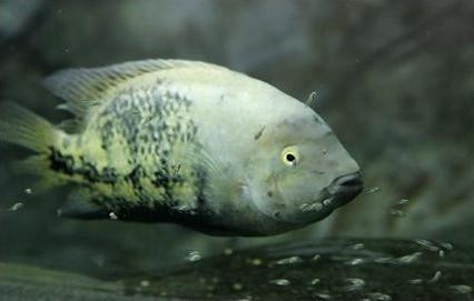 黃龍魚圖片大全圖片高清圖 龍魚百科 第12張 黃龍魚圖片大全圖片高清圖 黃龍魚圖片大全圖片高清圖 龍魚百科 第12張