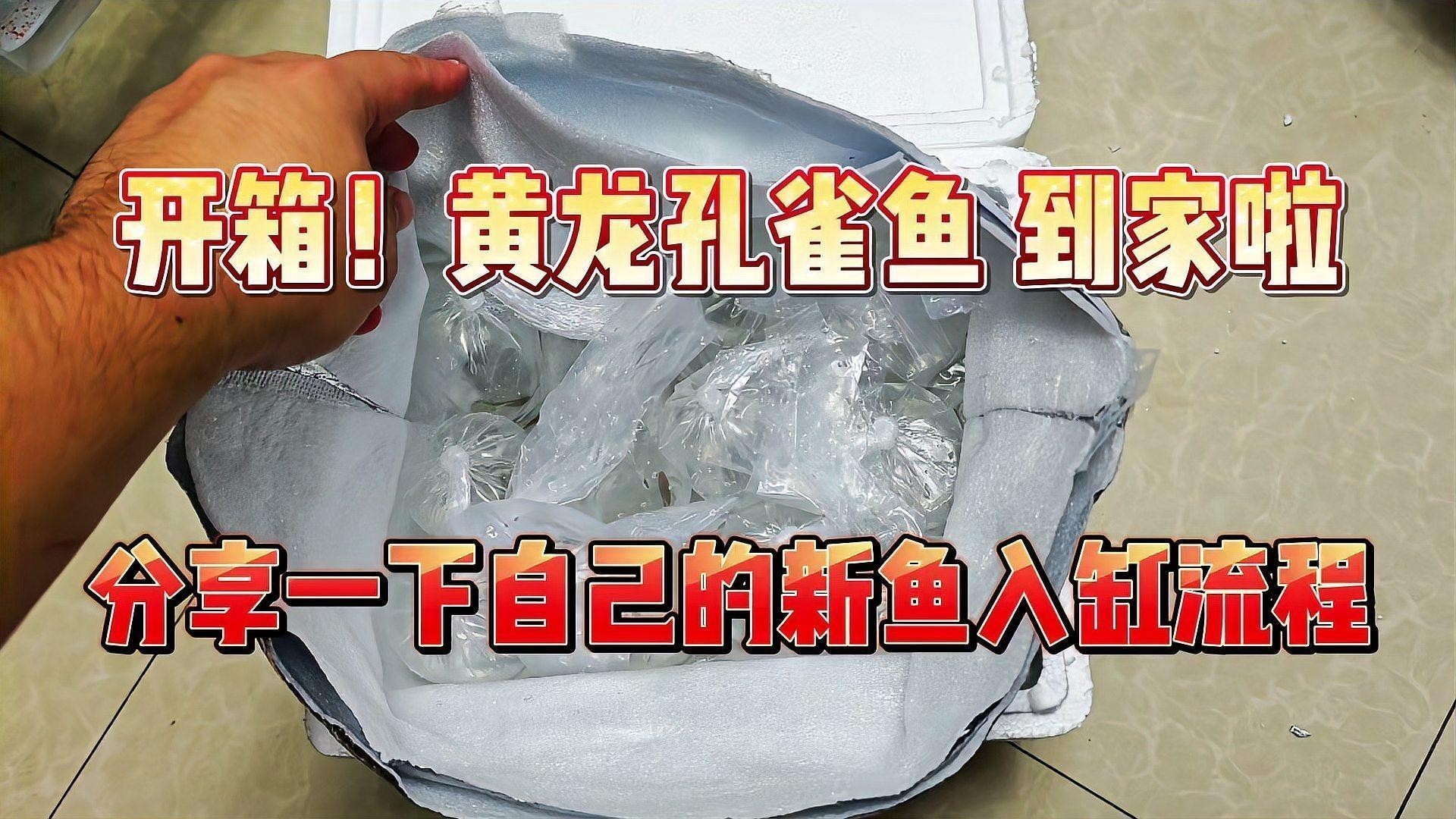 黃龍魚圖片大全圖片高清圖 黃龍魚圖片大全圖片高清圖 龍魚百科 第27張