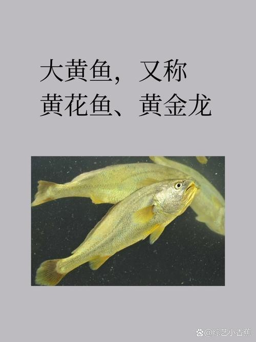 黃龍魚圖片大全圖片高清圖 龍魚百科 第10張 黃龍魚圖片大全圖片高清圖 黃龍魚圖片大全圖片高清圖 龍魚百科 第10張