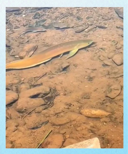 黃龍魚圖片大全圖片高清圖 龍魚百科 第7張 黃龍魚圖片大全圖片高清圖 黃龍魚圖片大全圖片高清圖 龍魚百科 第7張