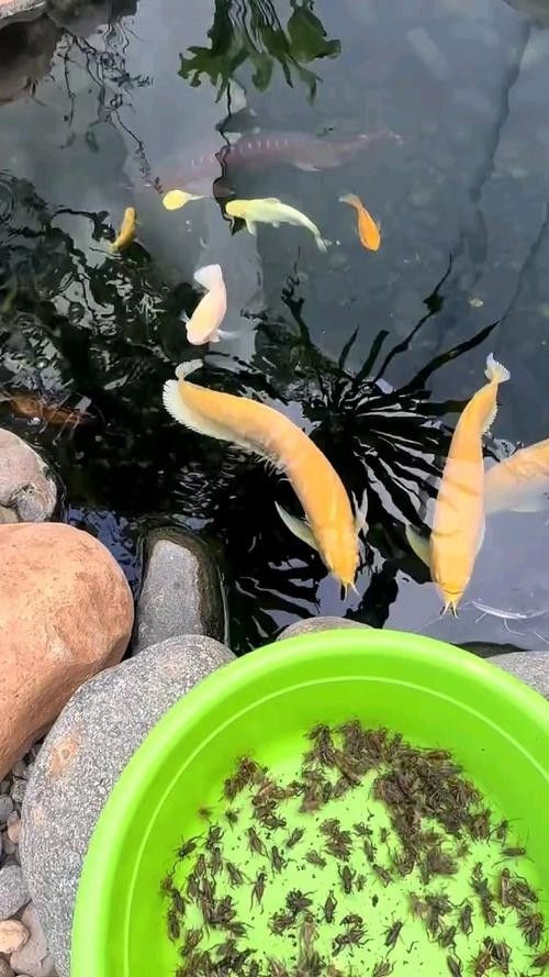 黃龍魚圖片大全圖片高清圖 龍魚百科 第20張 黃龍魚圖片大全圖片高清圖 黃龍魚圖片大全圖片高清圖 龍魚百科 第20張
