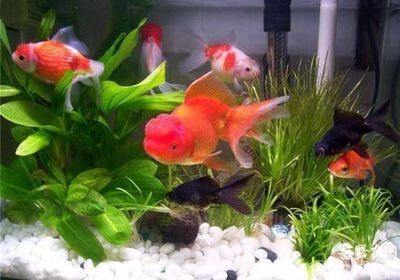 風水學中魚缸魚的數(shù)量與風水魚的選擇與選擇數(shù)量的方法：風水學中養(yǎng)魚的數(shù)量