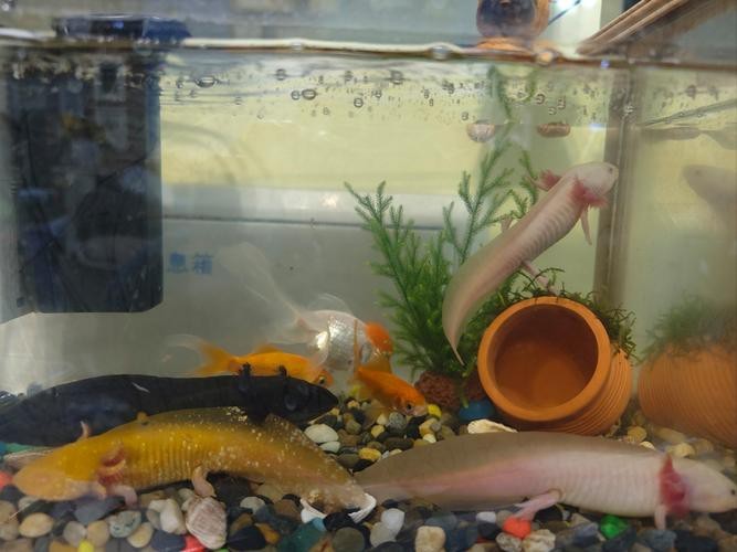 恐龍魚跳缸可以救嗎圖片