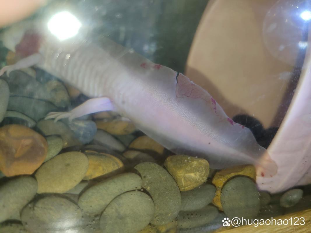 恐龍魚跳缸可以救嗎圖片