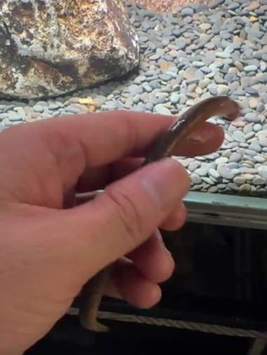 恐龍魚跳缸可以救嗎圖片