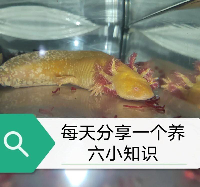 恐龍魚跳缸可以救嗎圖片